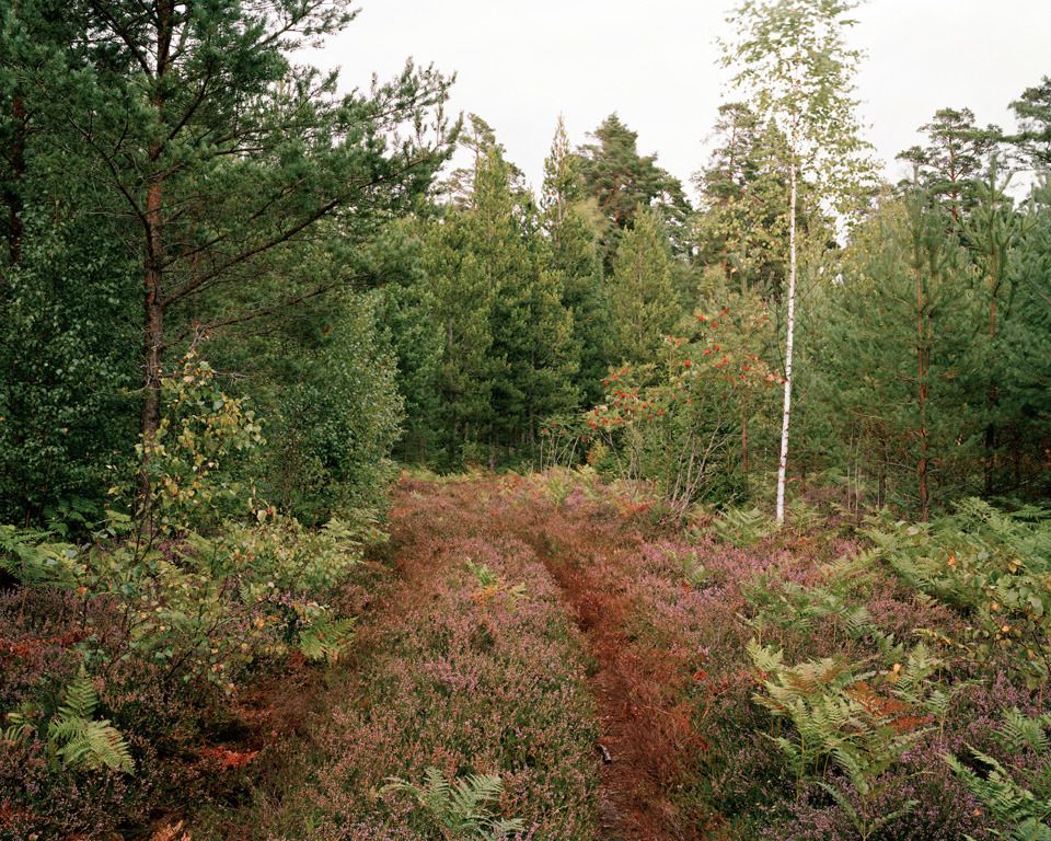 Meadow