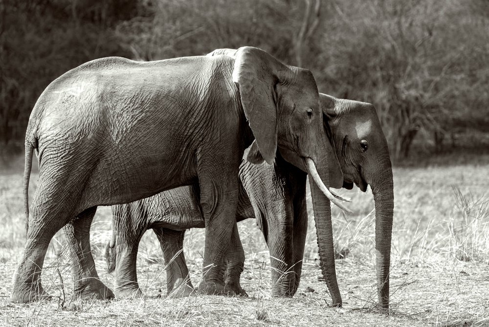 Elephants