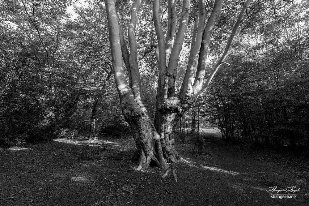 Trees