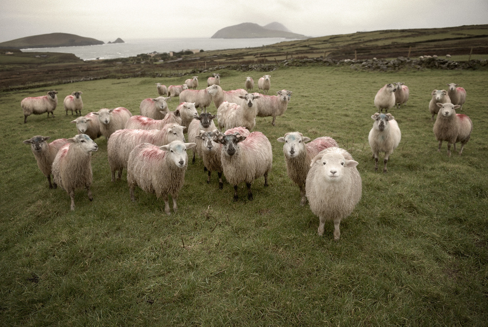 Dingle
