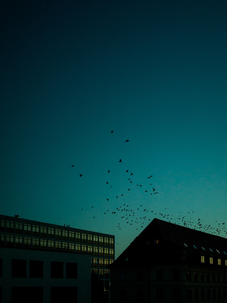 Imagine, even the birds would disappear (2024)