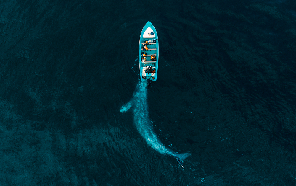 Gray whale play push boat