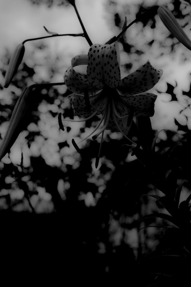 Goddess Lilys garden 2