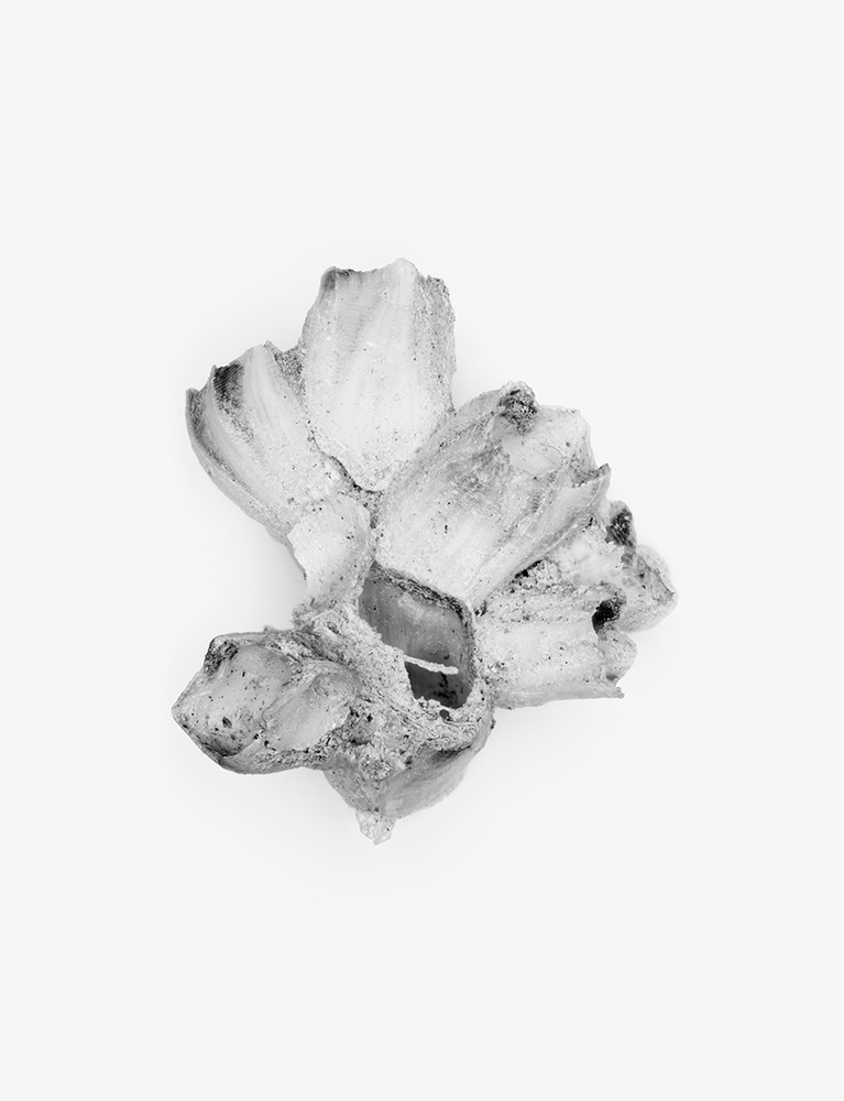 Desert Barnacles