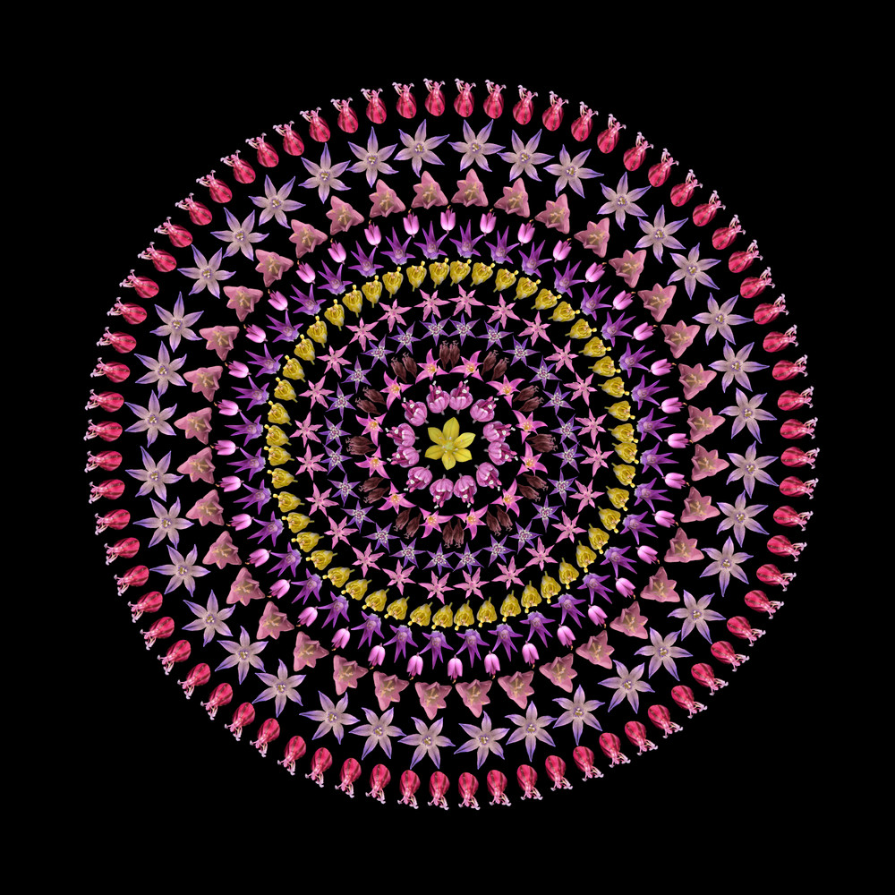 Allium