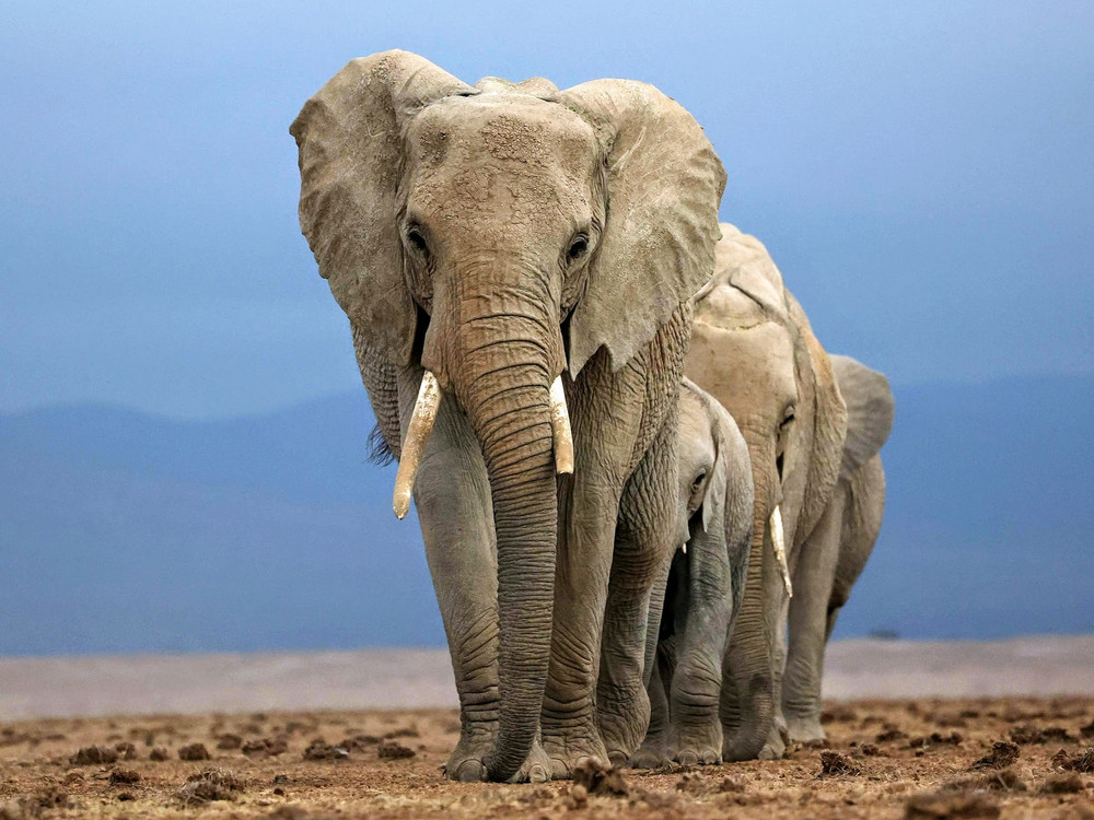 The Drought - Amboseli, Kenya