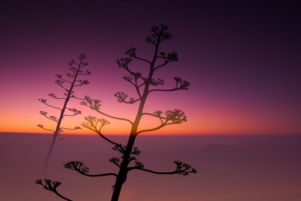Landscapes