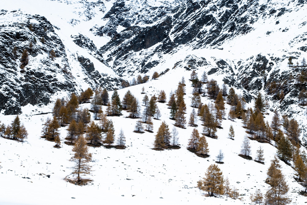 LärchenWinterTraum