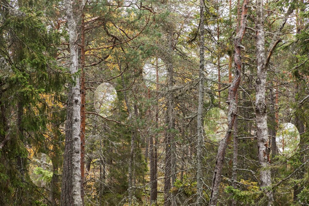 Forest Spots