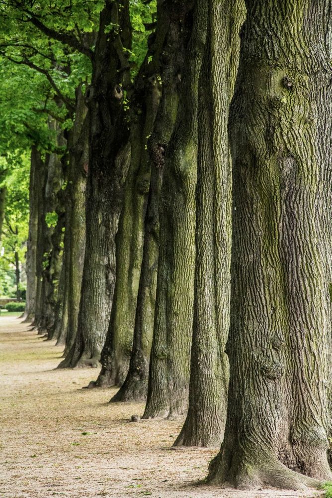 Trees of the World