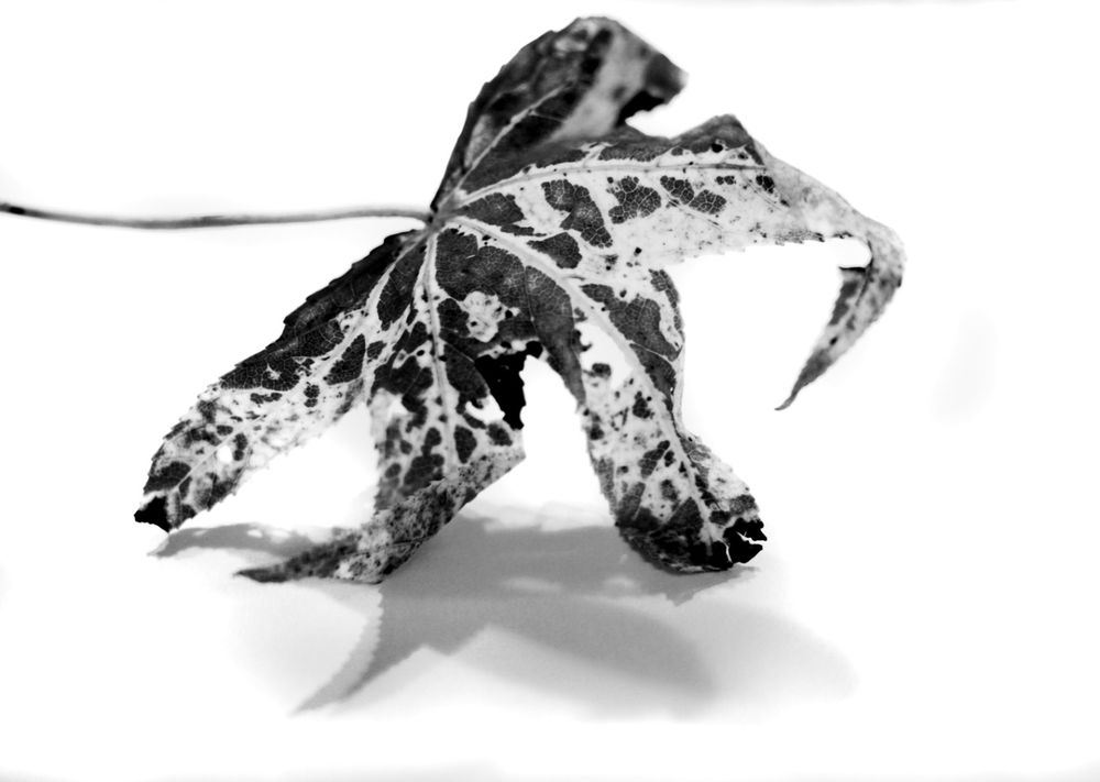 The Elegant Leaf