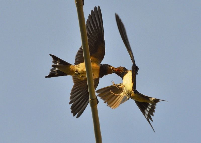 The Teaching