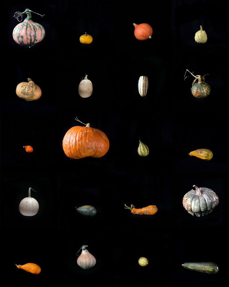 CUCURBITA MAXIMUS