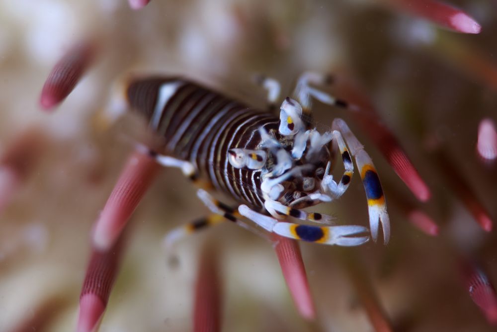 The amazing life beneath the sea
