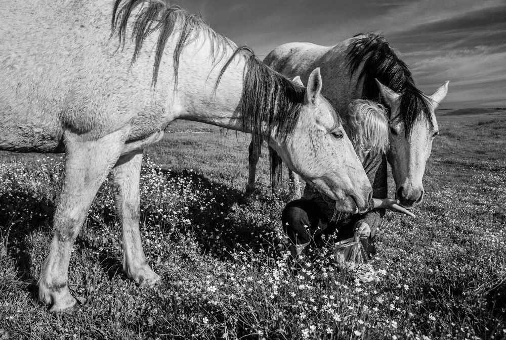 The Human-Horse Bond