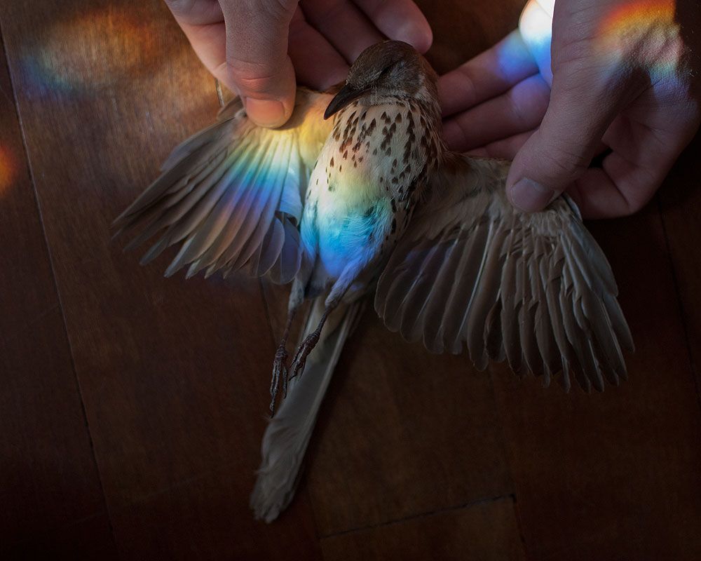 Cher Ami