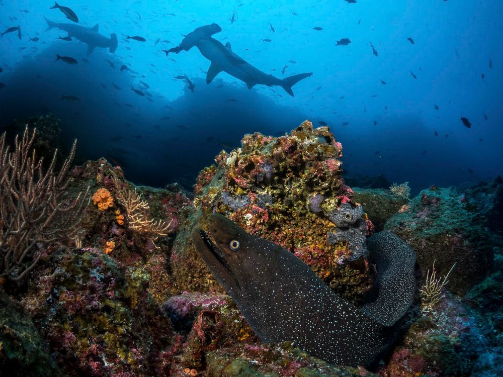 Underwater Imagery