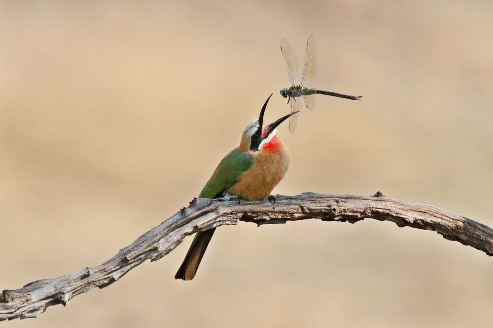 Pilanesberg 4 Seasons Bird Series