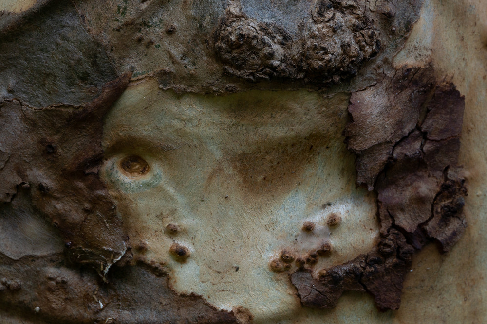 Creatures revealed