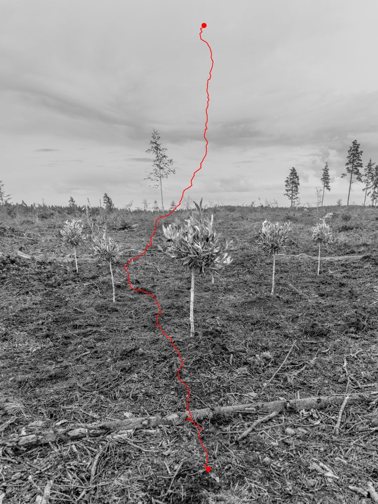 Nature Like Capital