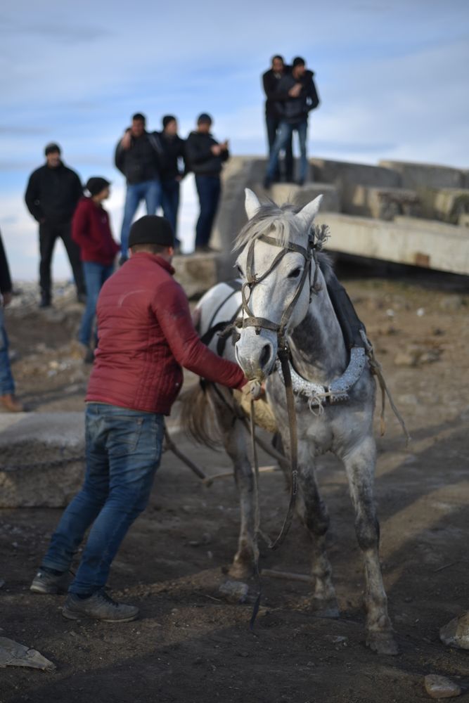 Animal market in Marneuli, Georgia