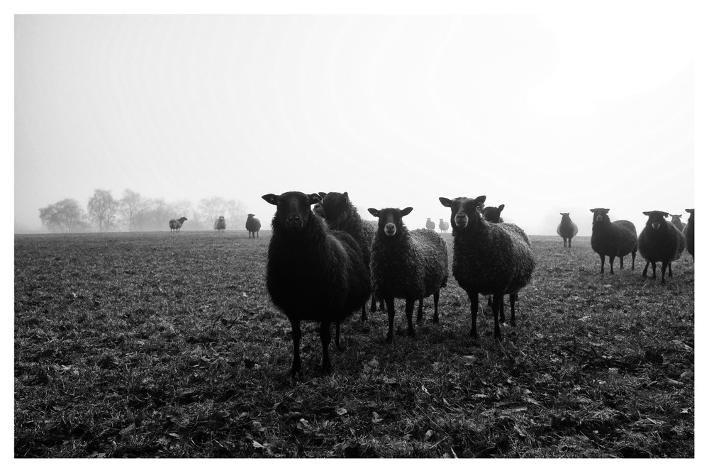 Black and white series of the more rural parts of Denmark.