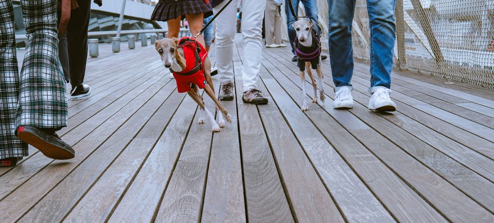 Yokohama dogs