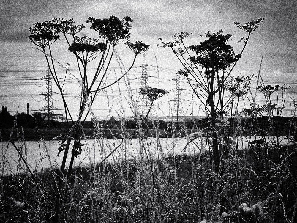 EDGELANDS_