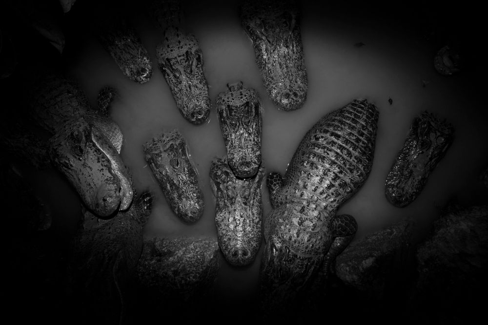 And Here We Are- Stories From the Sixth Extinction