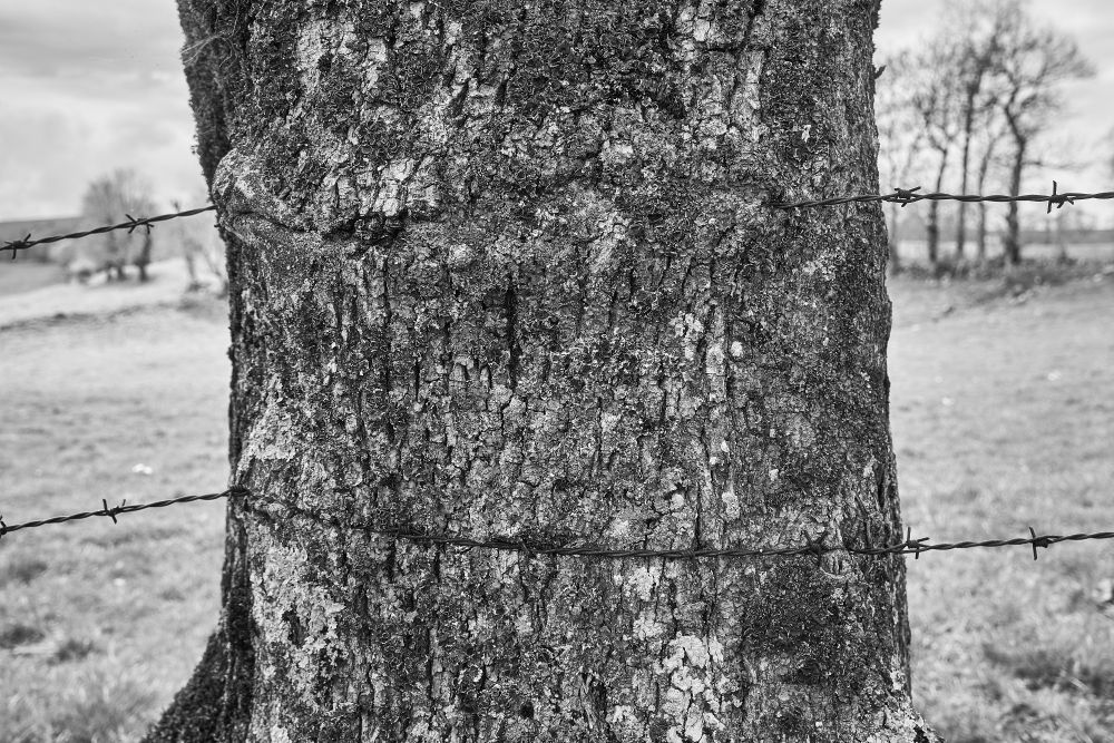 The barbed tree