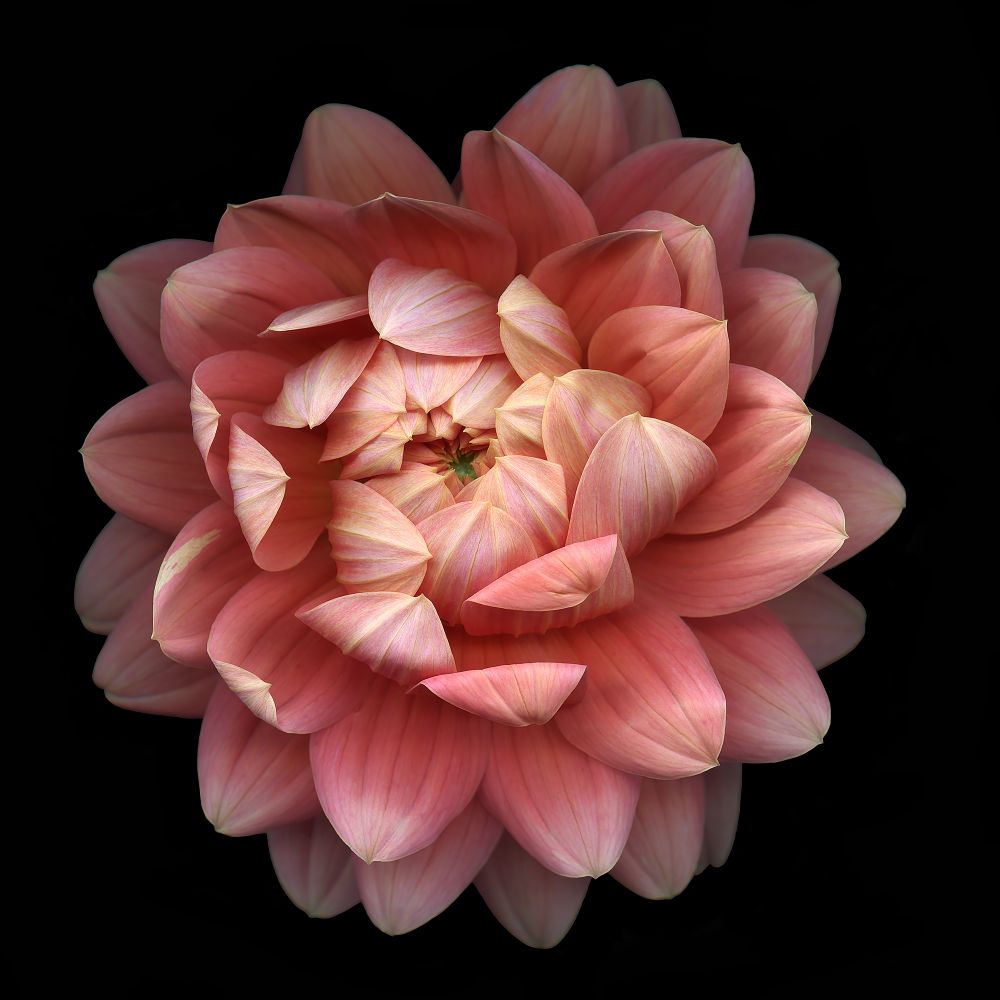 Flawless Beauty - an intimate portrayal of flowers