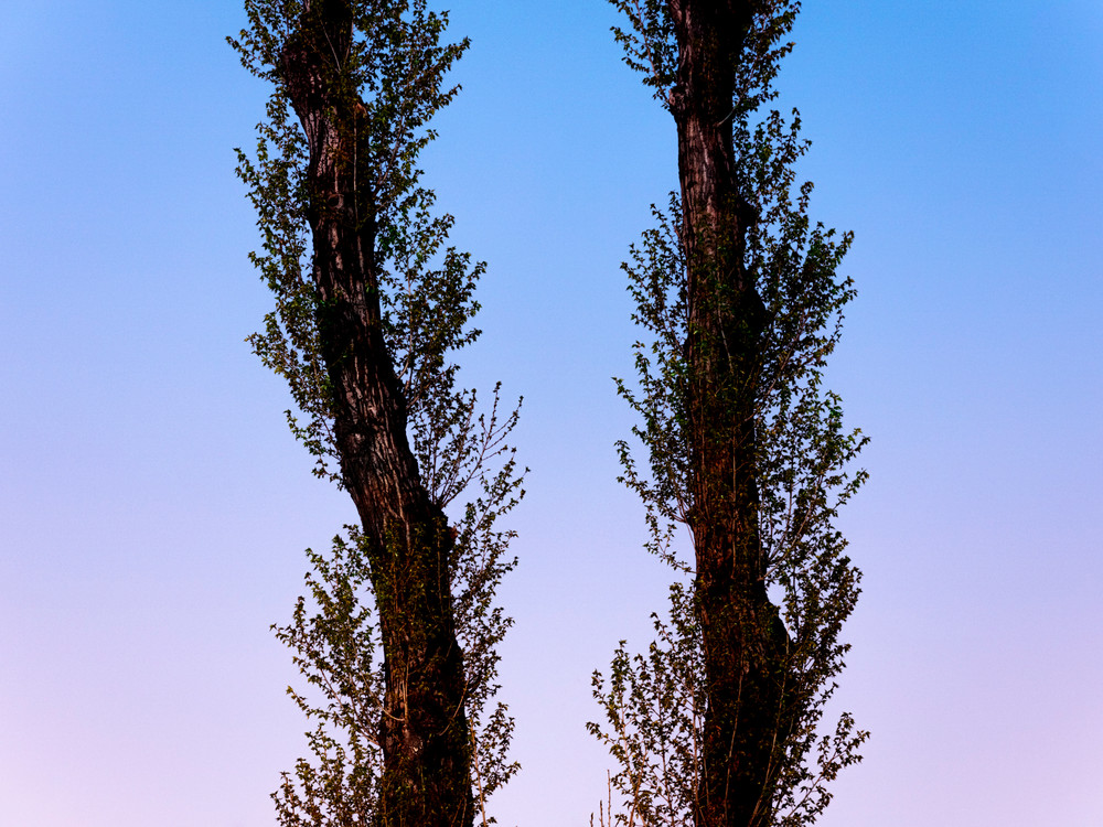 The Story of Trees