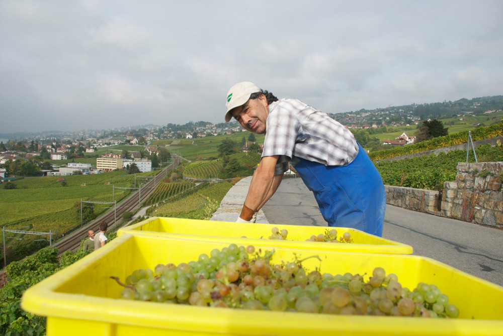 A Year in the Lavaux - Harvest 