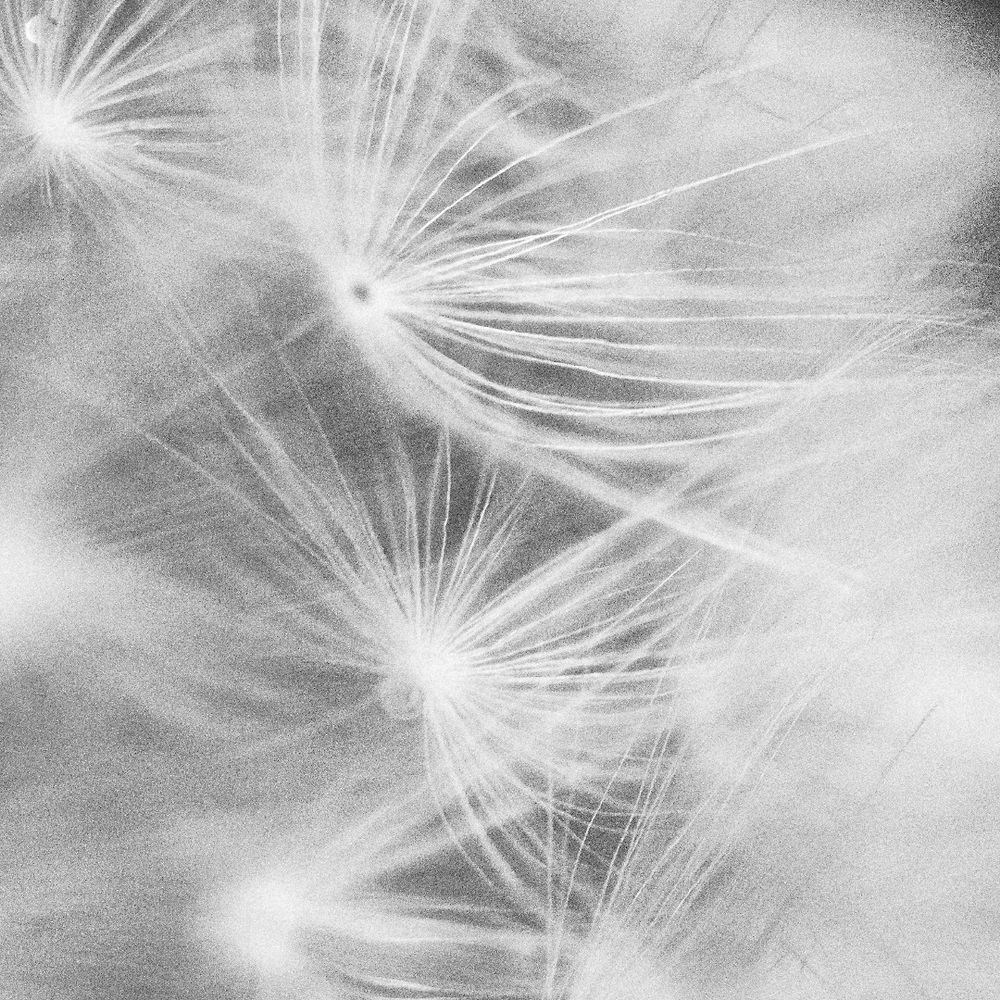 Dandelion Drop