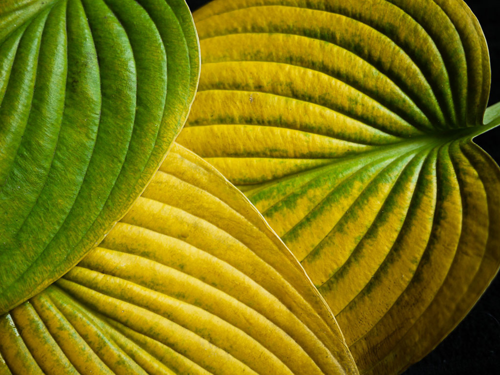 Leaf: a Portrait