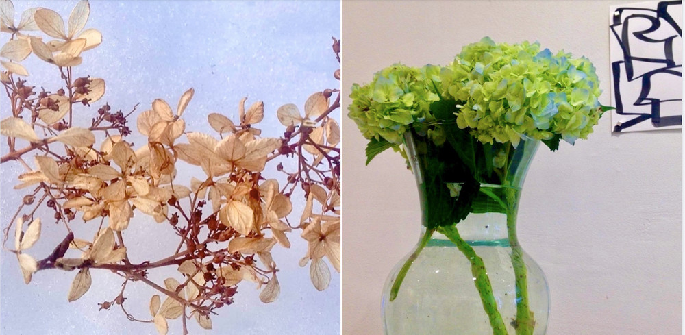 SxSE Gallery - FLOWERS, May June 2024