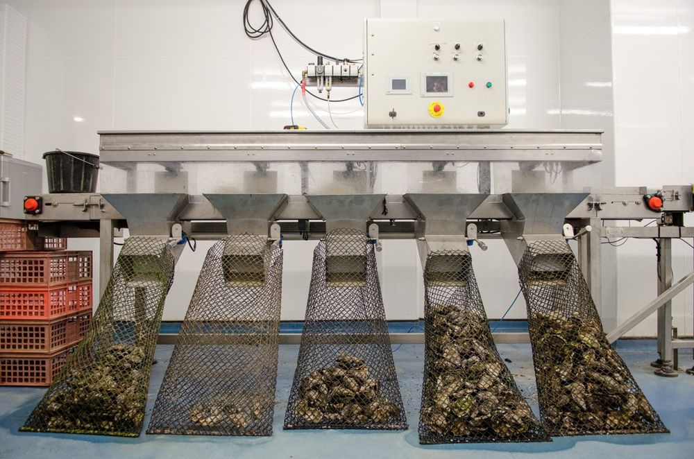 Oyster Men