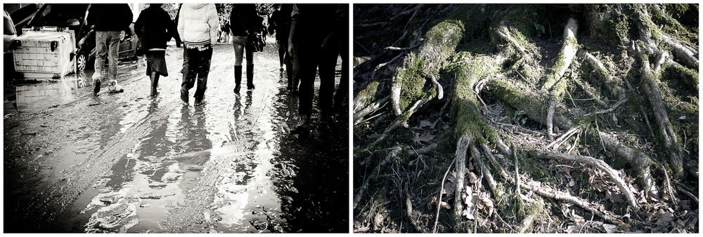 radici _ roots