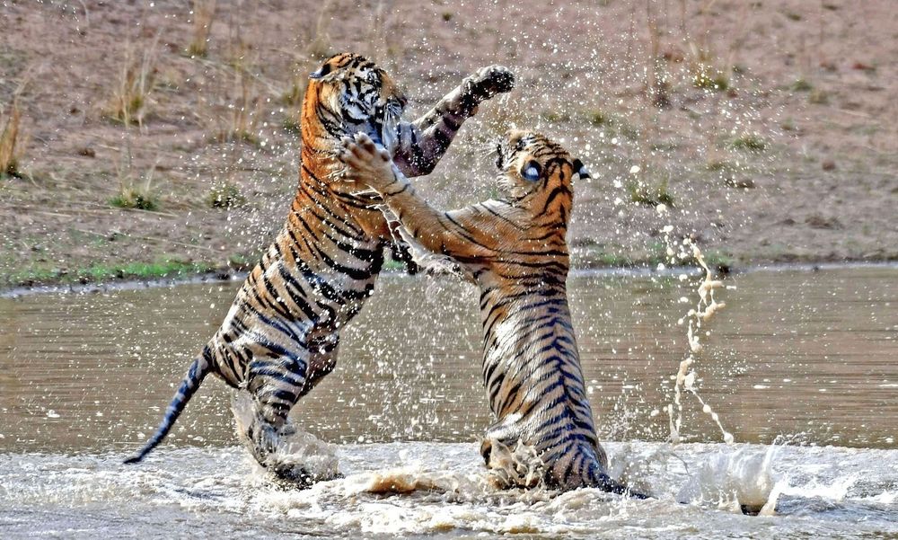 The Natural World 