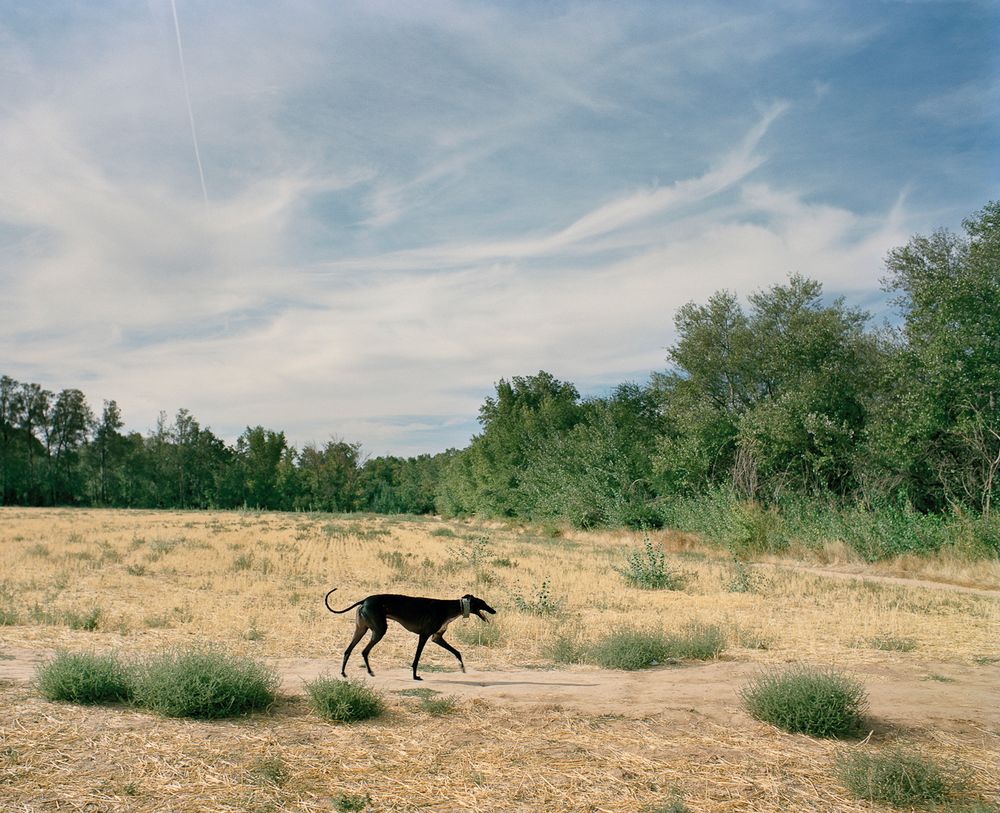 The Dialogue of the Dogs