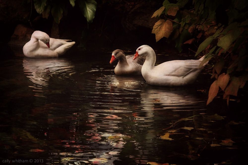 Pond