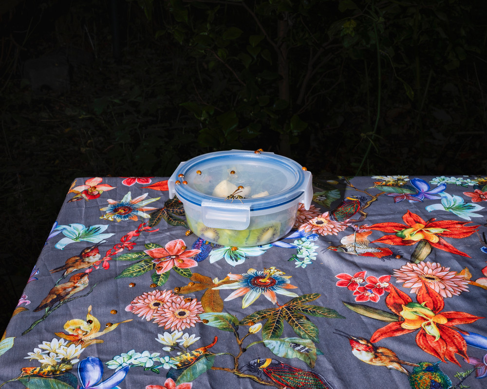 Plate XI, 2024 © Lia Darjes/Chose Commune