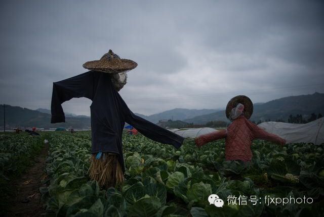 Masquerade in the Farmland 假面舞会