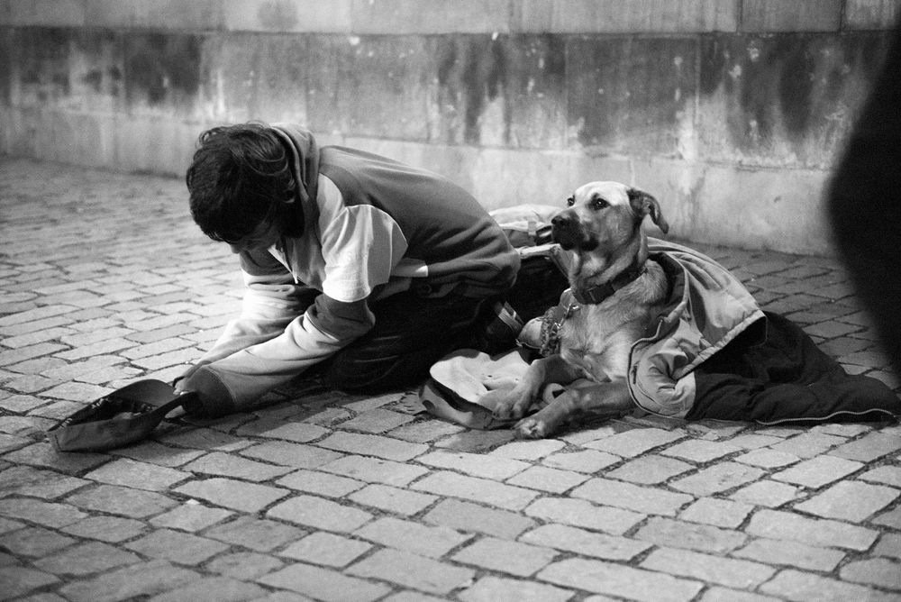 DOGS