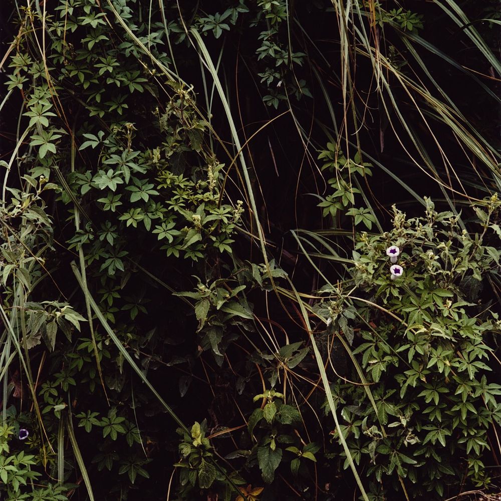 A Secret Garden