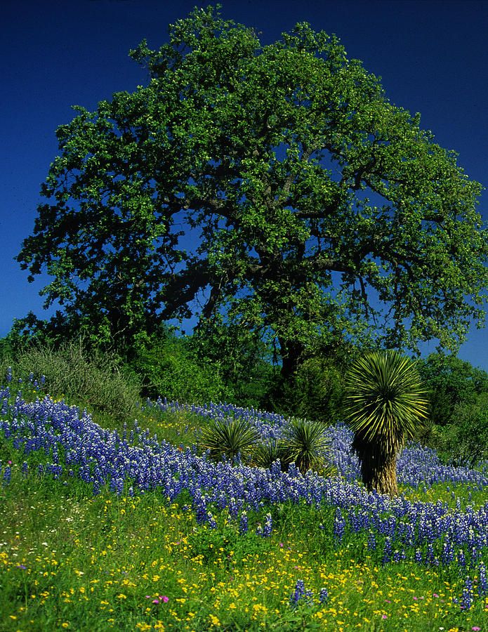 Texas Hill Country