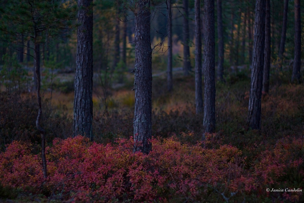 Autumn shades in the Finnish archipelago