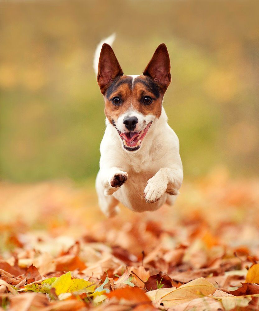 Pet Photography