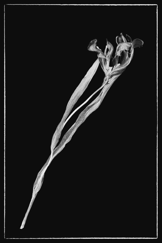 faded tulips
