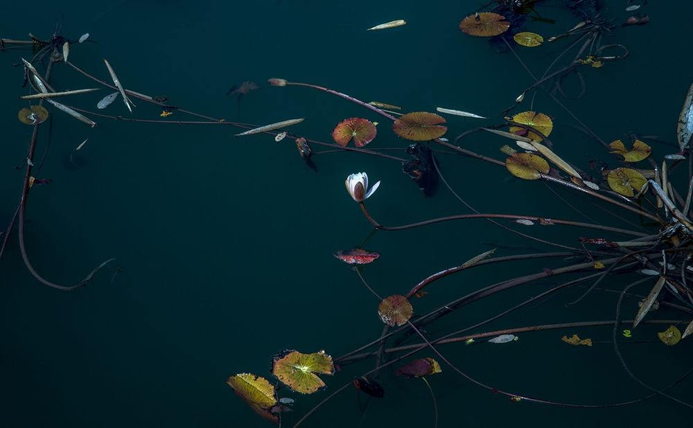 Lotus meditations